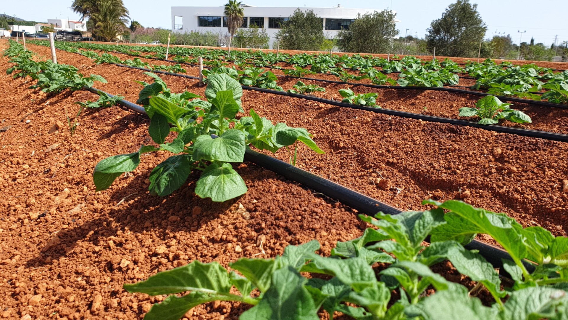 Experimentación Agrícola en las Islas Pitiusas: Variedades y Resiliencia Climática.